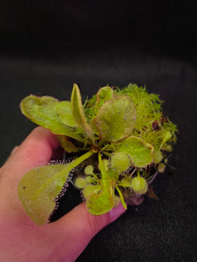 Drosera Andromeda #05