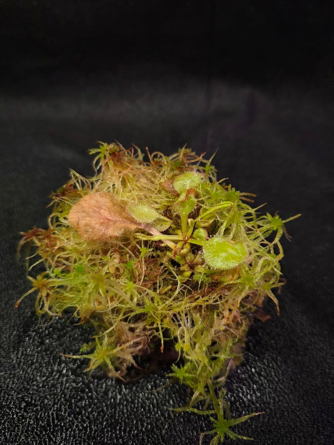 Drosera Andromeda #06
