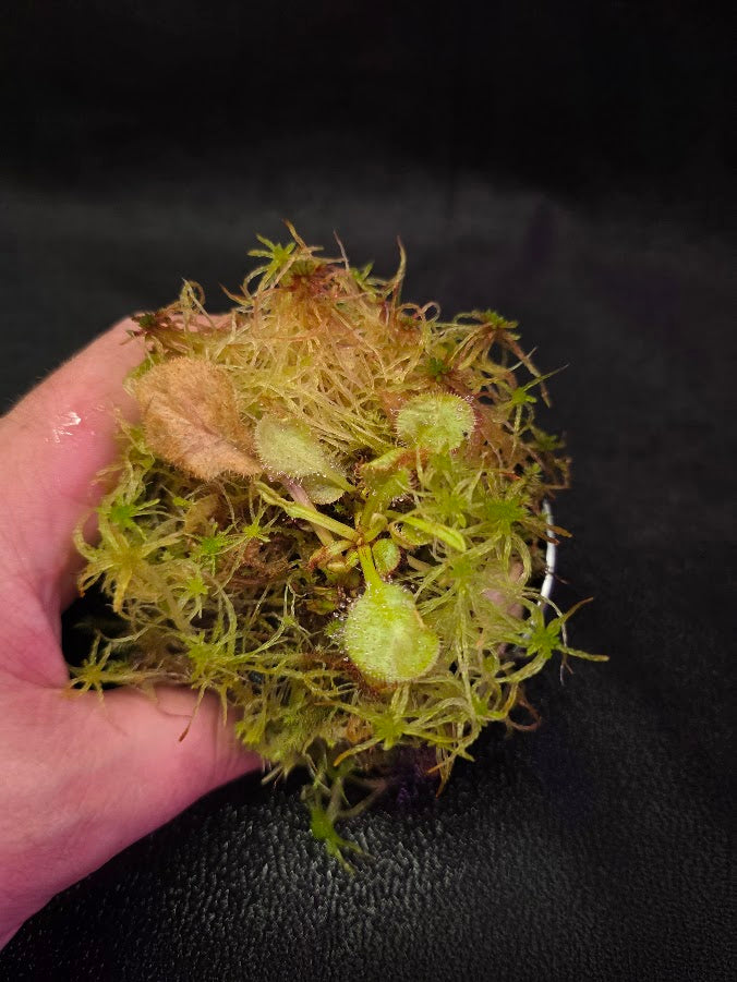 Drosera Andromeda #06