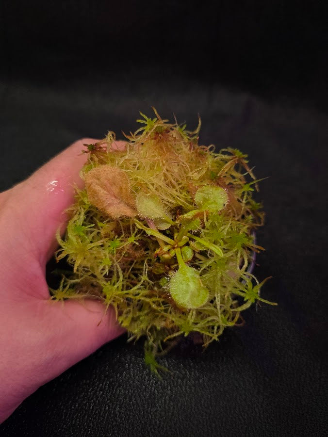 Drosera Andromeda #06