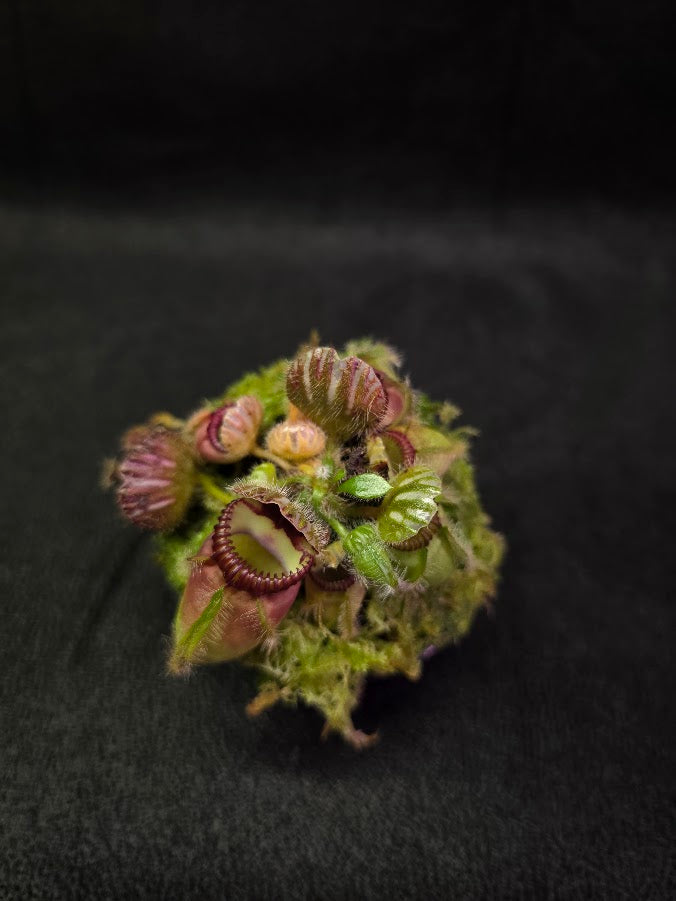 Cephalotus Follicularis Northcliffe #01
