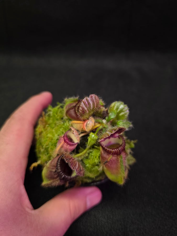 Cephalotus Follicularis Northcliffe #01