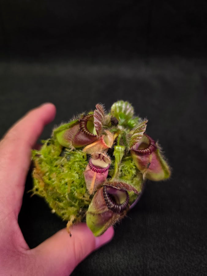 Cephalotus Follicularis Northcliffe #01
