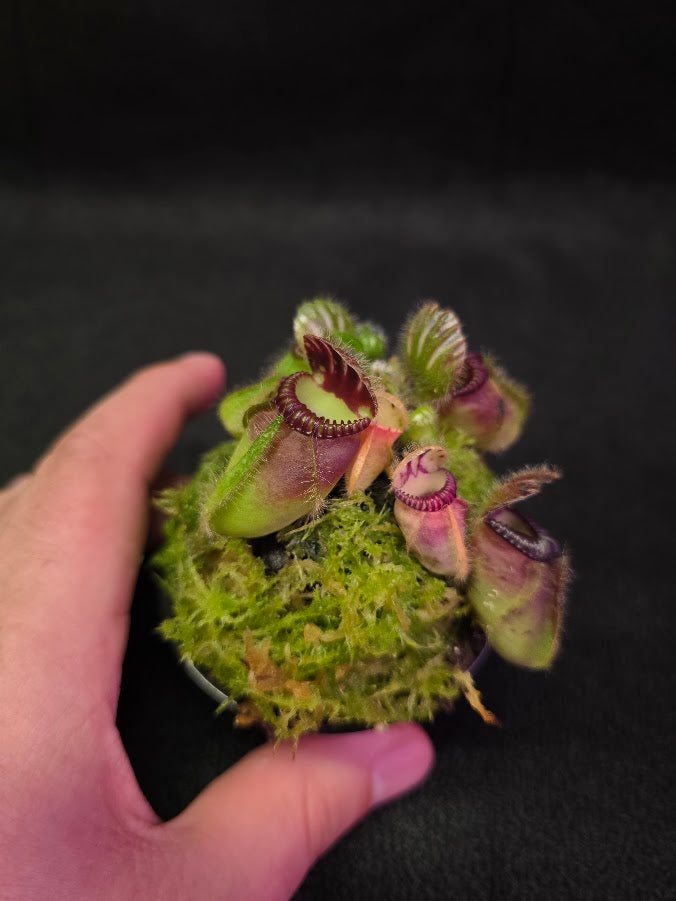 Cephalotus Follicularis Northcliffe #01