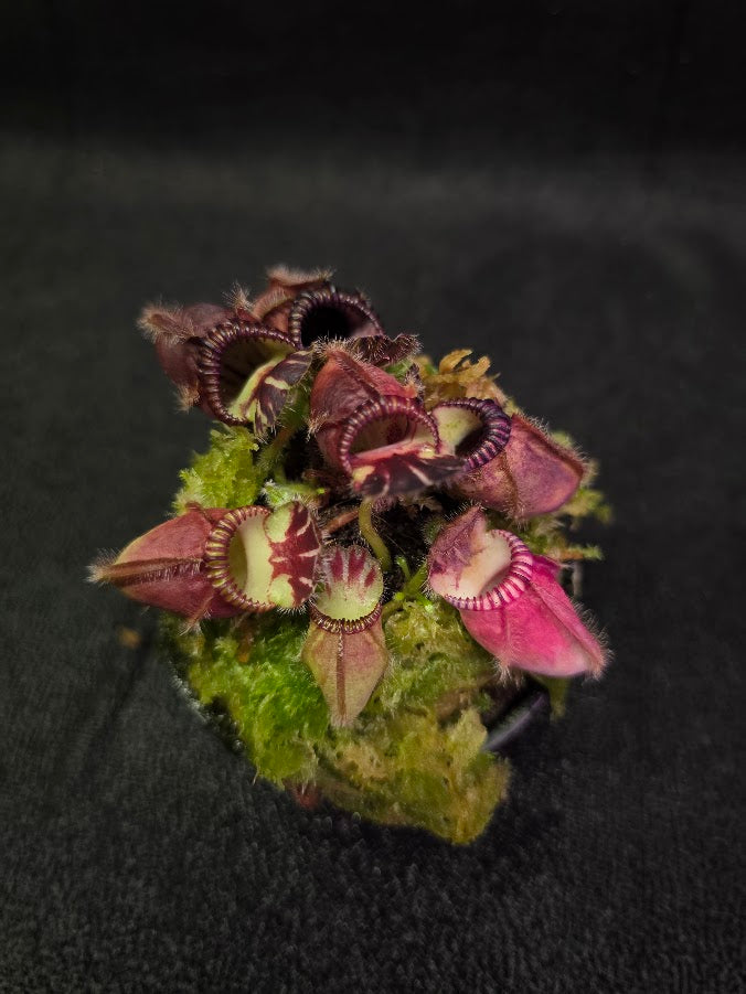 Cephalotus Follicularis Kalgan River #01