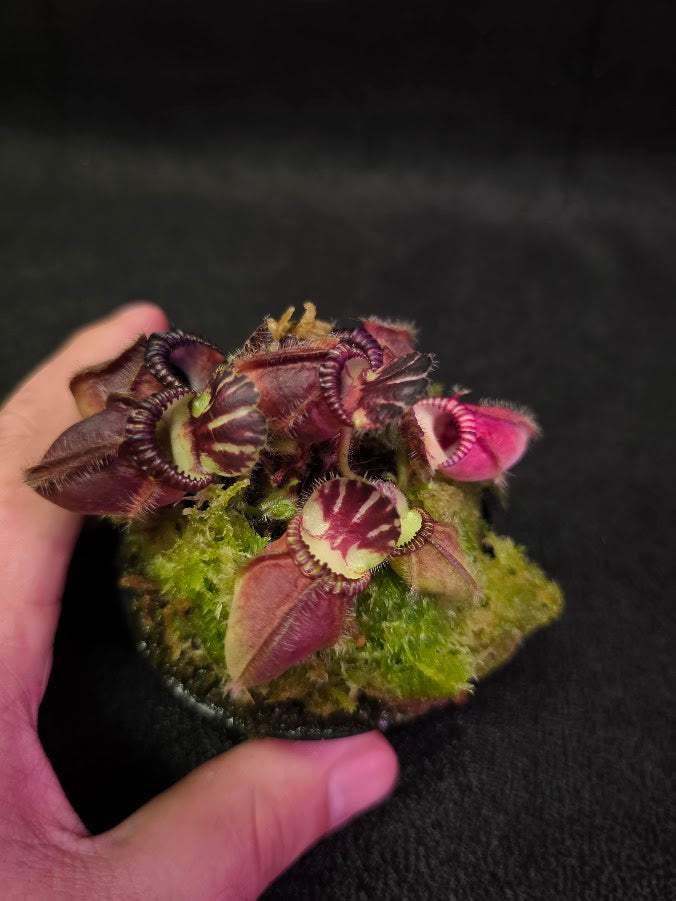Cephalotus Follicularis Kalgan River #01