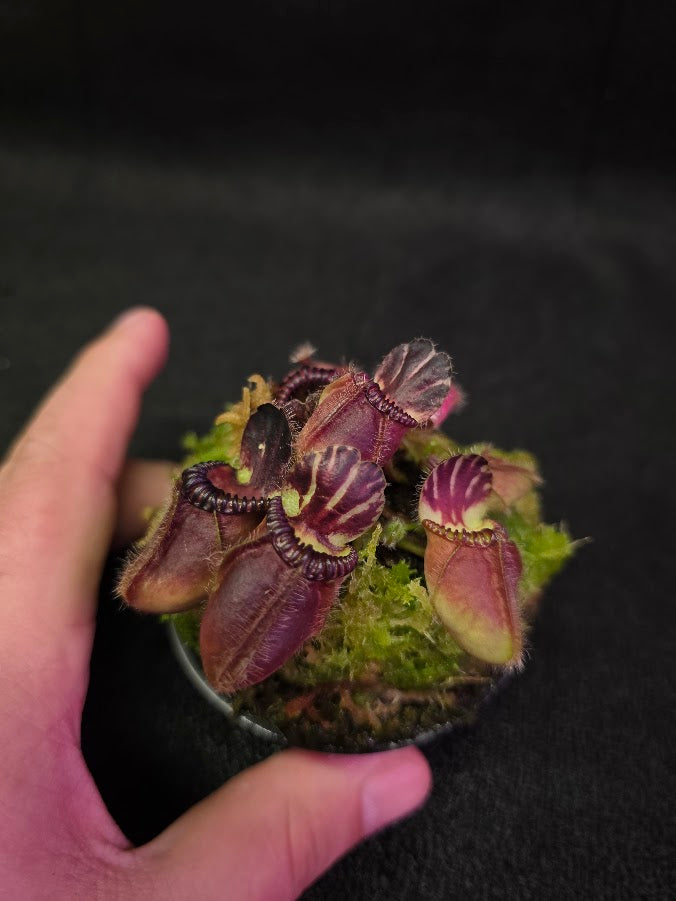 Cephalotus Follicularis Kalgan River #01