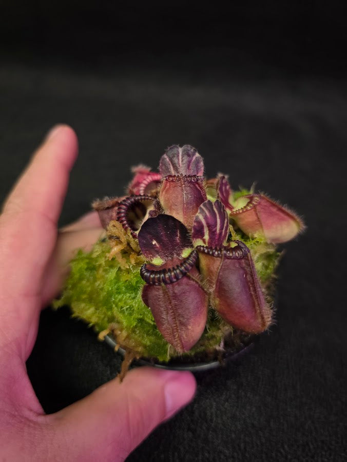 Cephalotus Follicularis Kalgan River #01