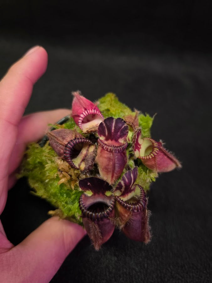 Cephalotus Follicularis Kalgan River #01
