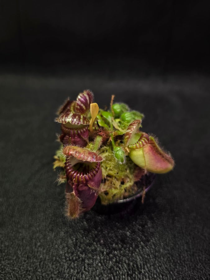 Cephalotus Follicularis Coal Mine Beach #01