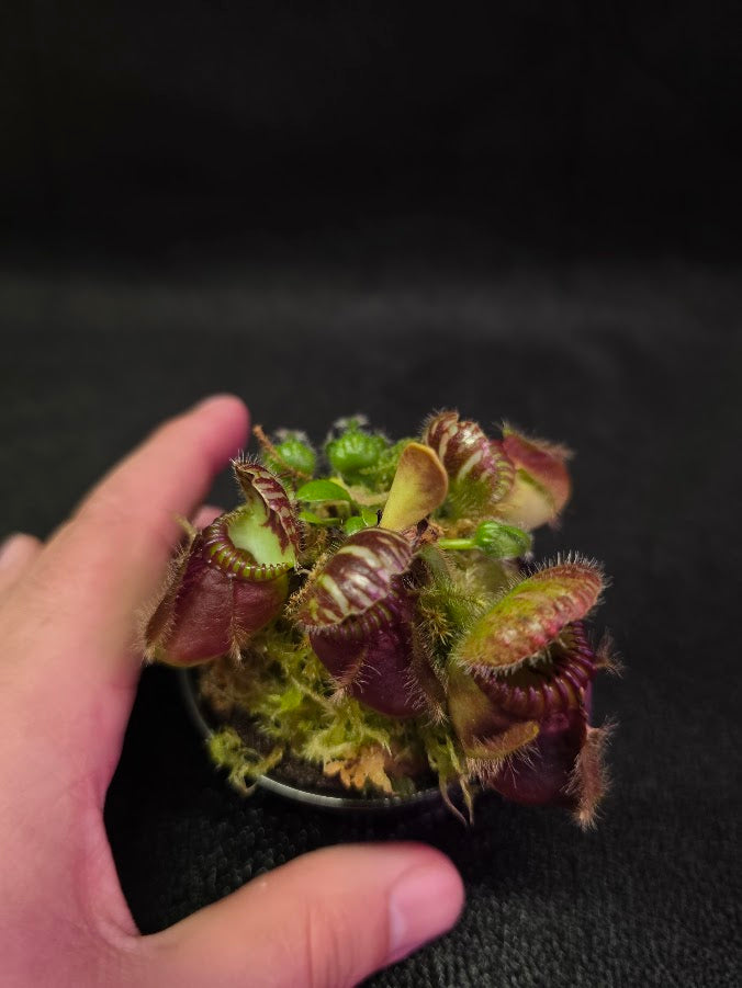 Cephalotus Follicularis Coal Mine Beach #01