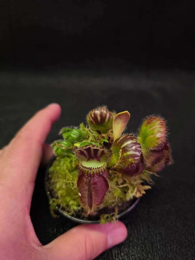 Cephalotus Follicularis Coal Mine Beach #01