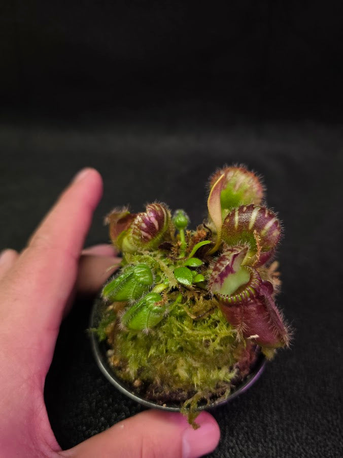 Cephalotus Follicularis Coal Mine Beach #01