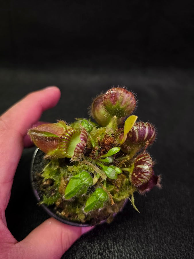 Cephalotus Follicularis Coal Mine Beach #01