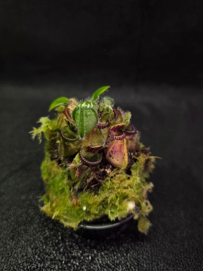Cephalotus Follicularis Walpole #01