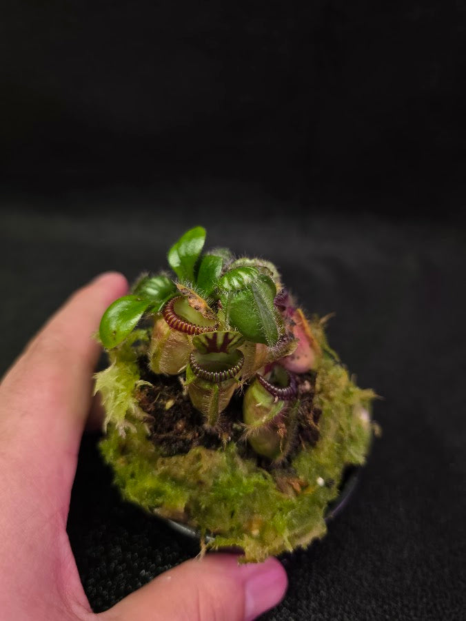 Cephalotus Follicularis Walpole #01