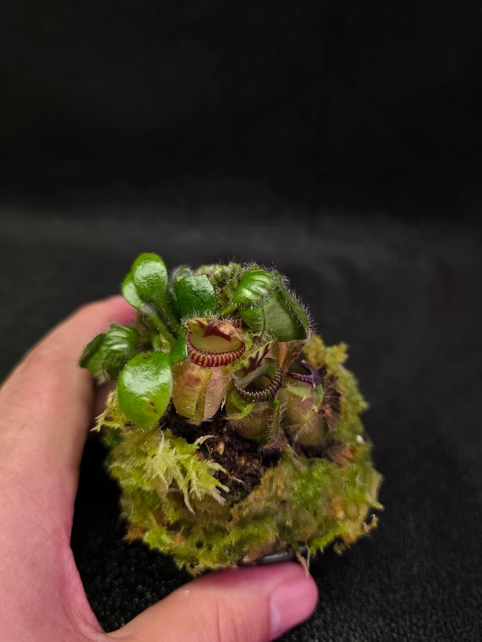 Cephalotus Follicularis Walpole #01