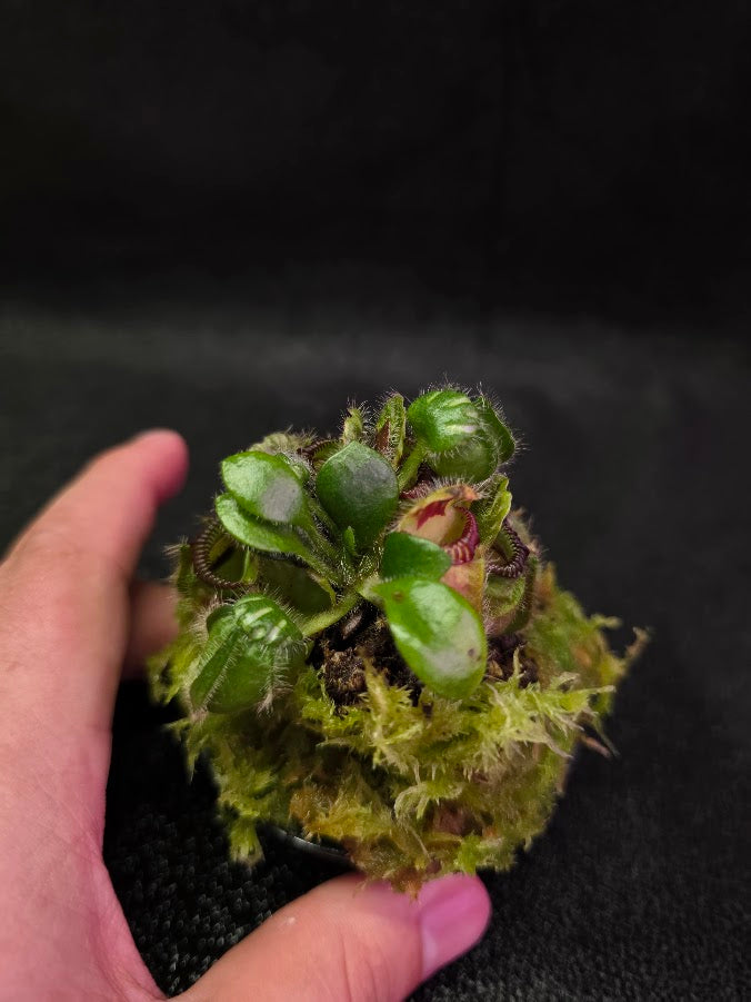 Cephalotus Follicularis Walpole #01