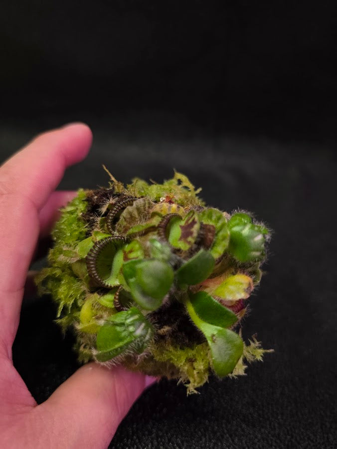 Cephalotus Follicularis Walpole #01