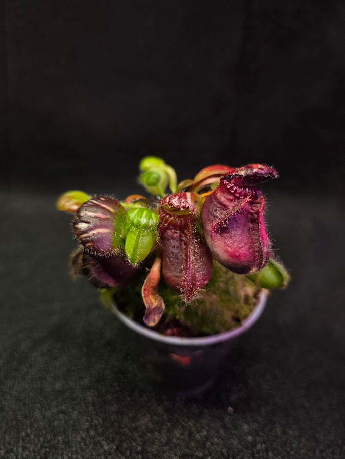 Cephalotus Follicularis German Giant #01