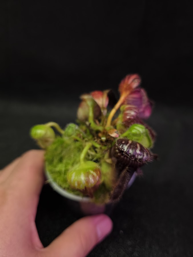 Cephalotus Follicularis German Giant #01