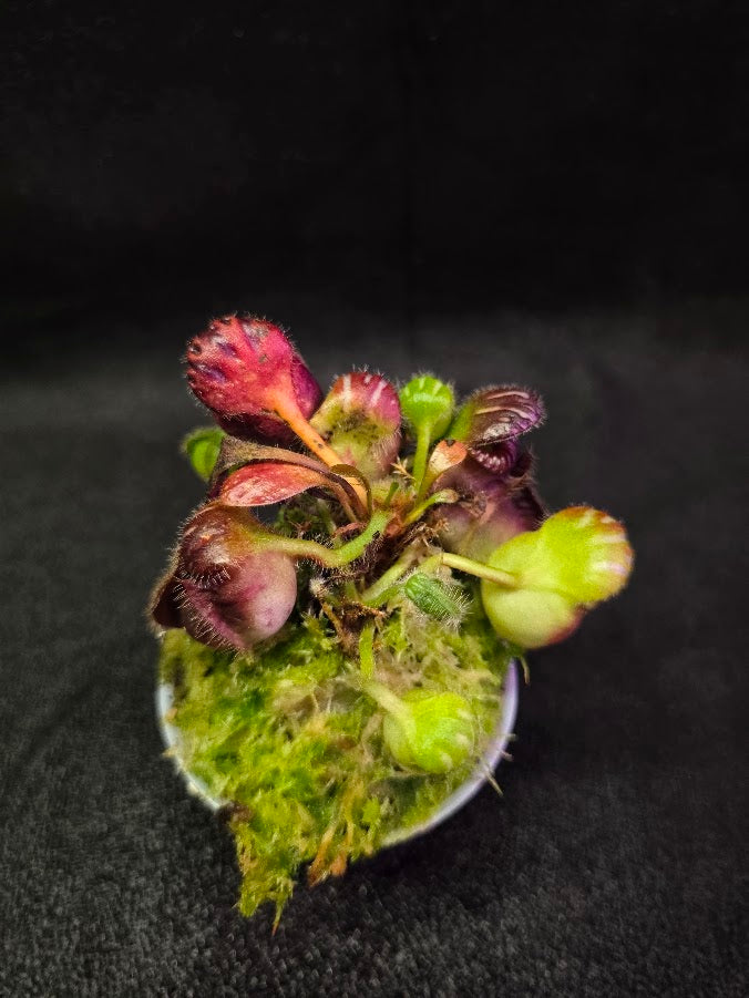 Cephalotus Follicularis German Giant #01