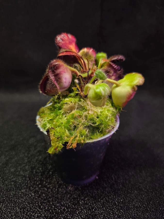 Cephalotus Follicularis German Giant #01