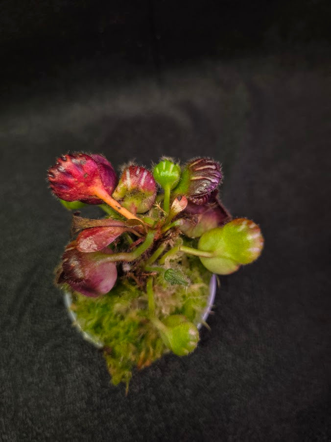 Cephalotus Follicularis German Giant #01