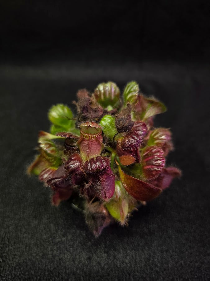 Cephalotus Follicularis German Giant #02