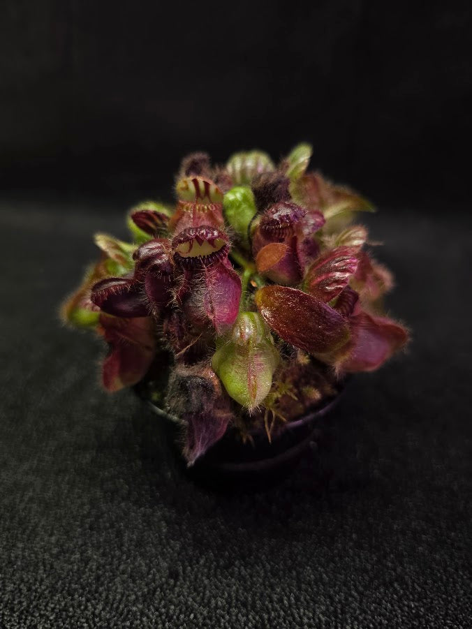 Cephalotus Follicularis German Giant #02