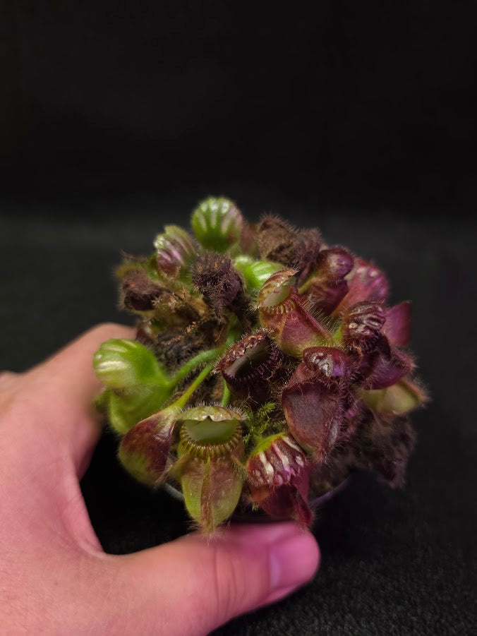 Cephalotus Follicularis German Giant #02