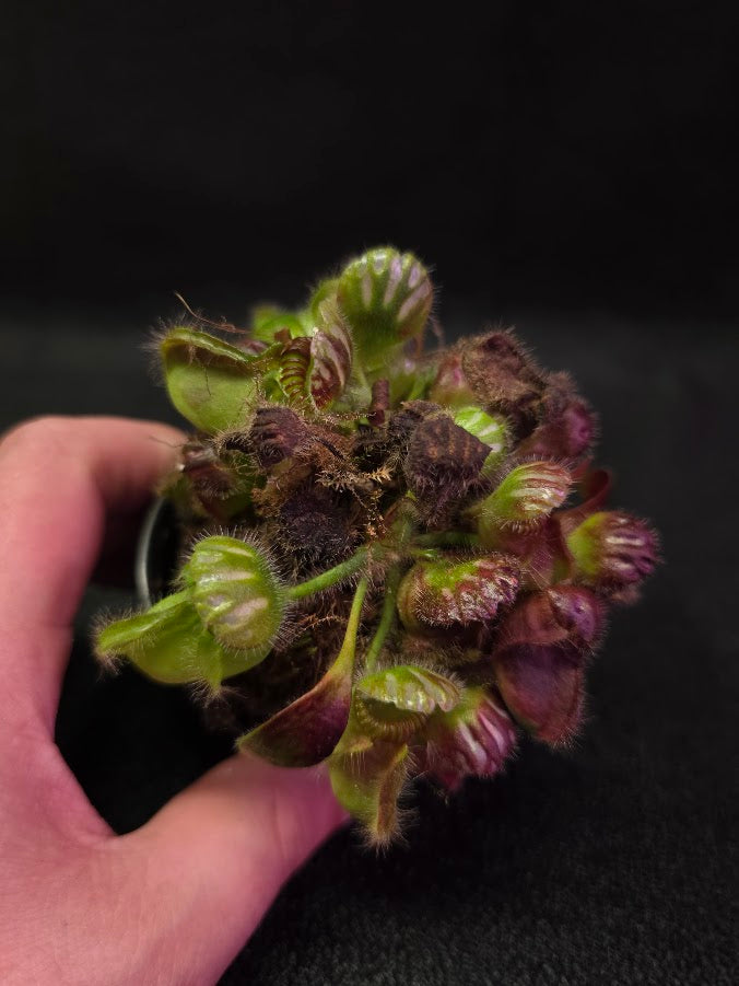 Cephalotus Follicularis German Giant #02