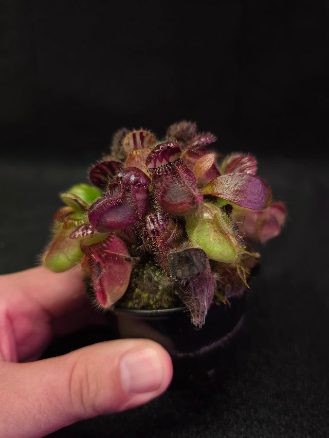 Cephalotus Follicularis German Giant #02