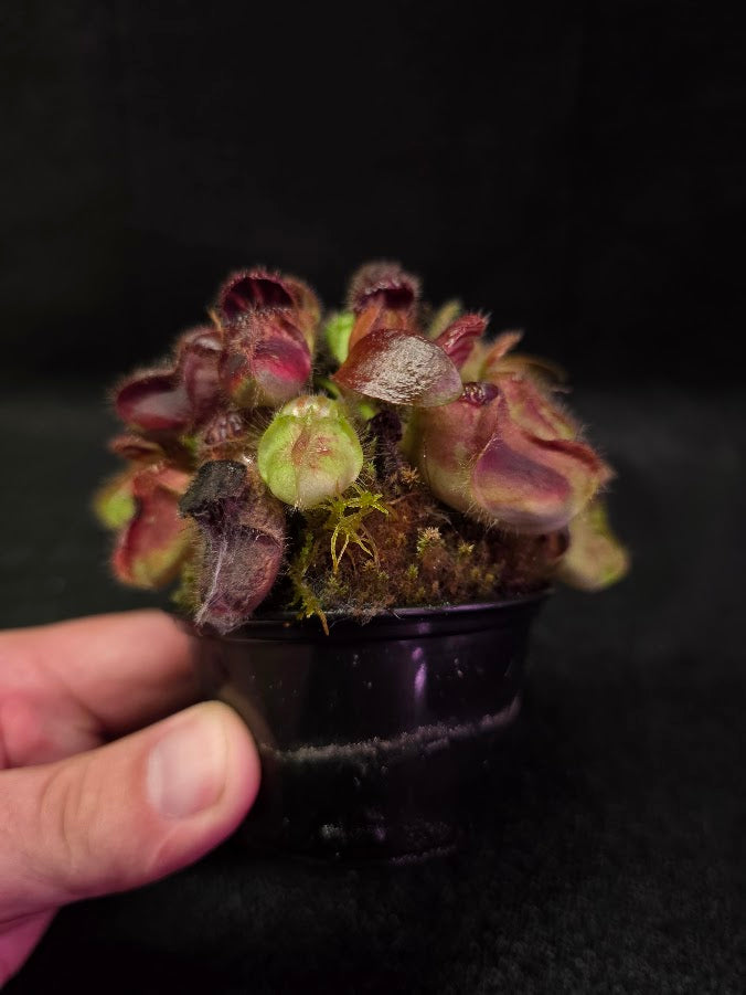 Cephalotus Follicularis German Giant #02