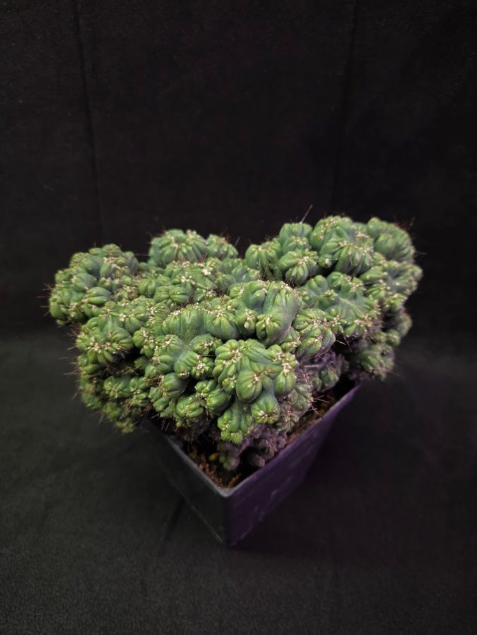 Crested Coral Cactus #01