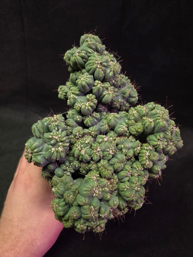 Crested Coral Cactus #01