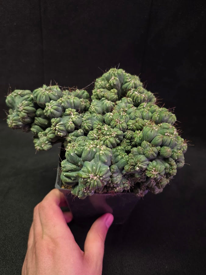 Crested Coral Cactus #01