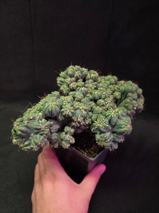 Crested Coral Cactus #01