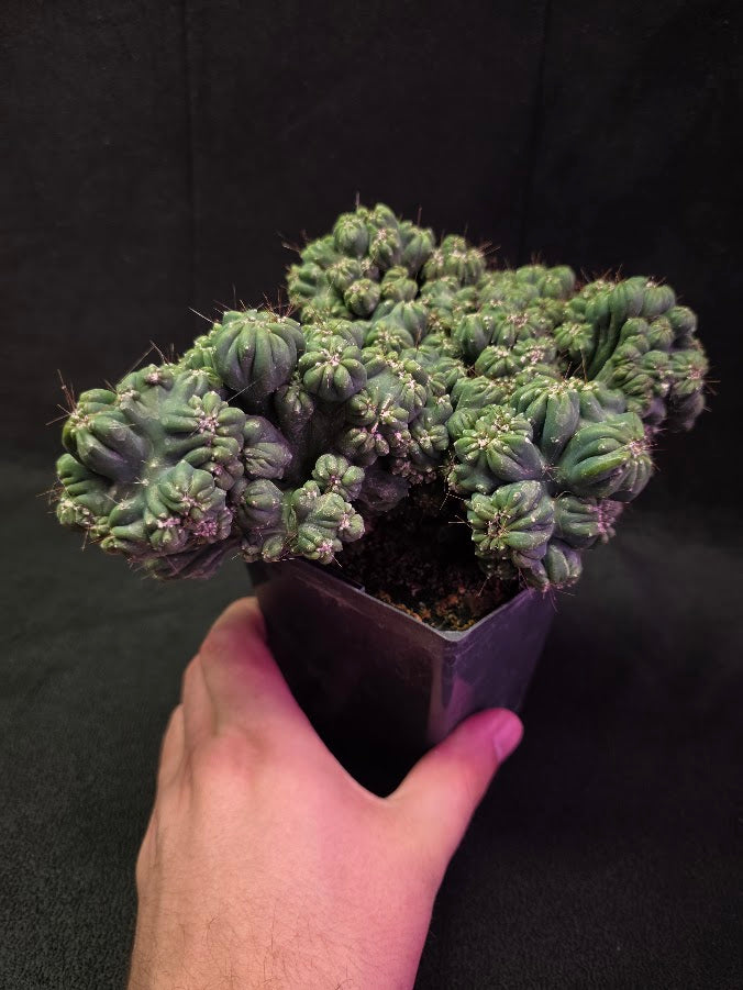 Crested Coral Cactus #01