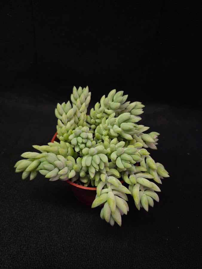 Burro's Tail #01