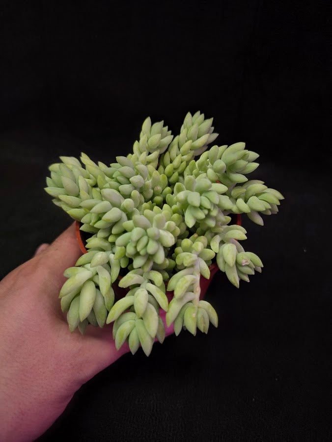 Burro's Tail #01