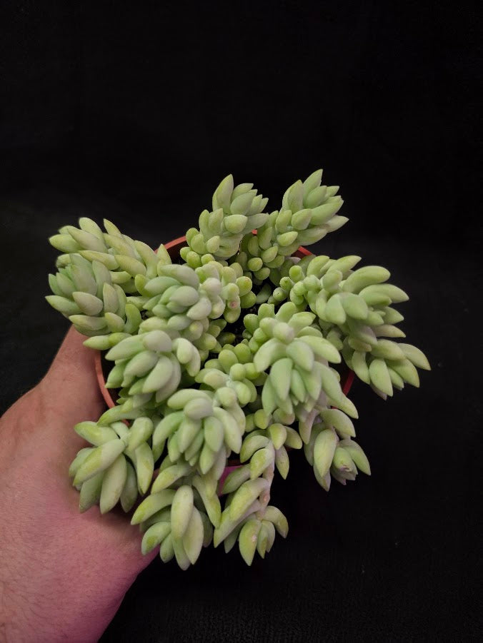 Burro's Tail #01