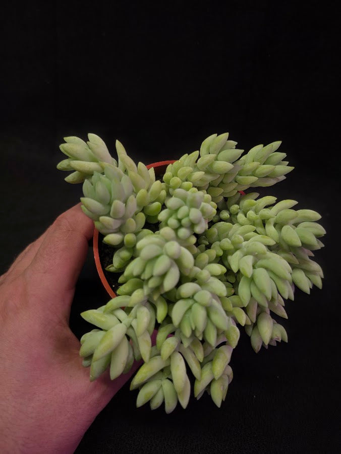 Burro's Tail #01
