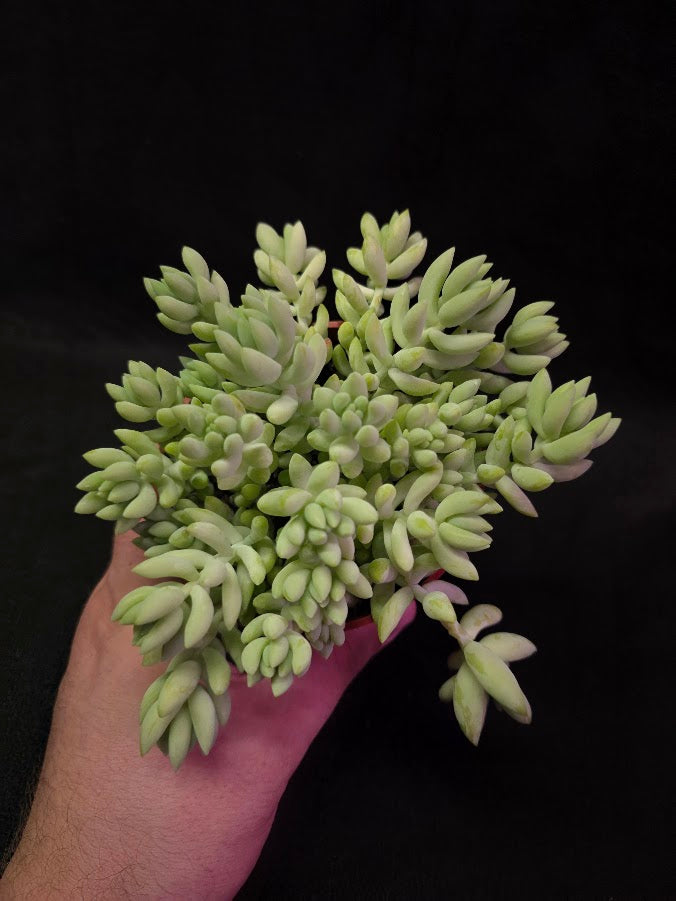 Burro's Tail #02