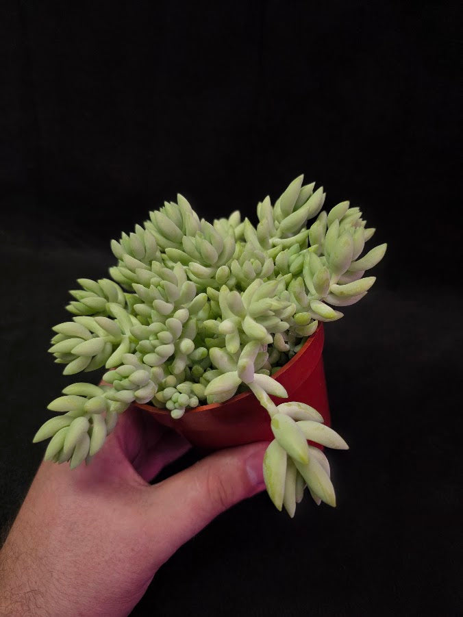 Burro's Tail #02
