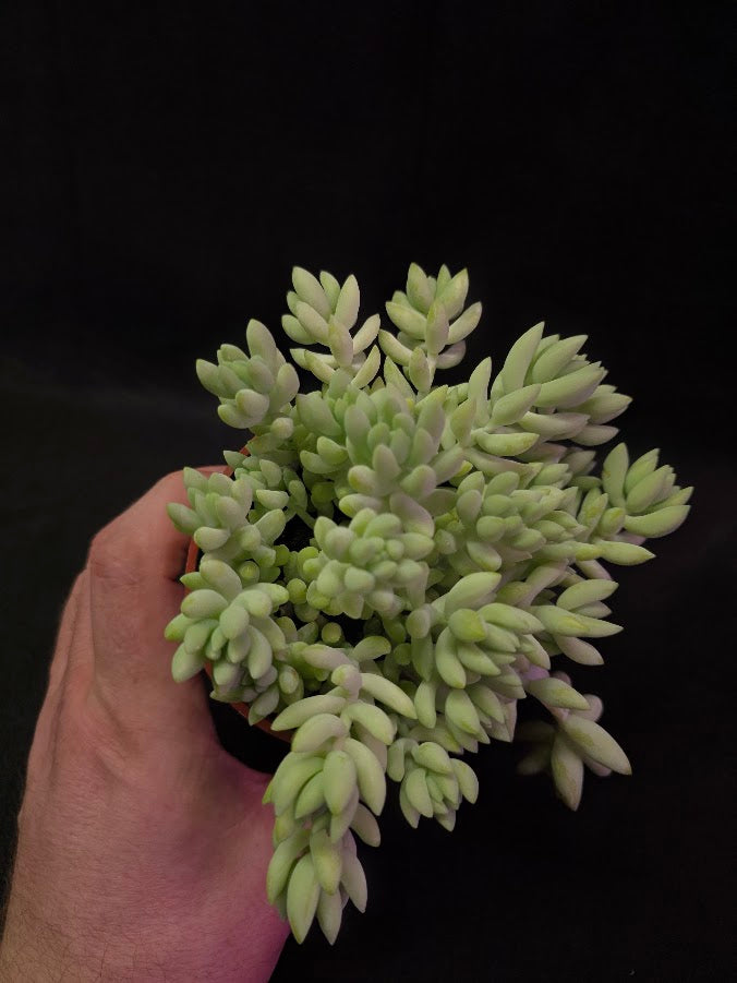 Burro's Tail #02