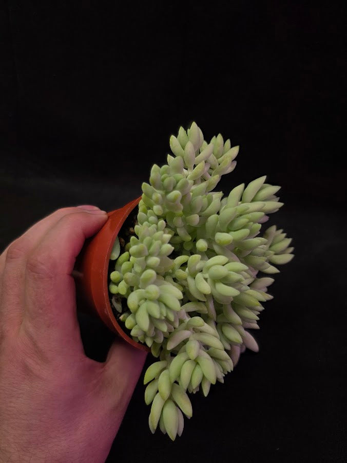 Burro's Tail #02