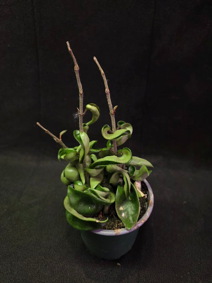 Hoya Compacta #01