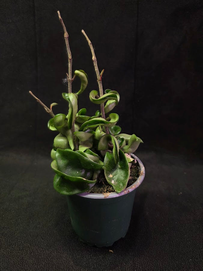 Hoya Compacta #01