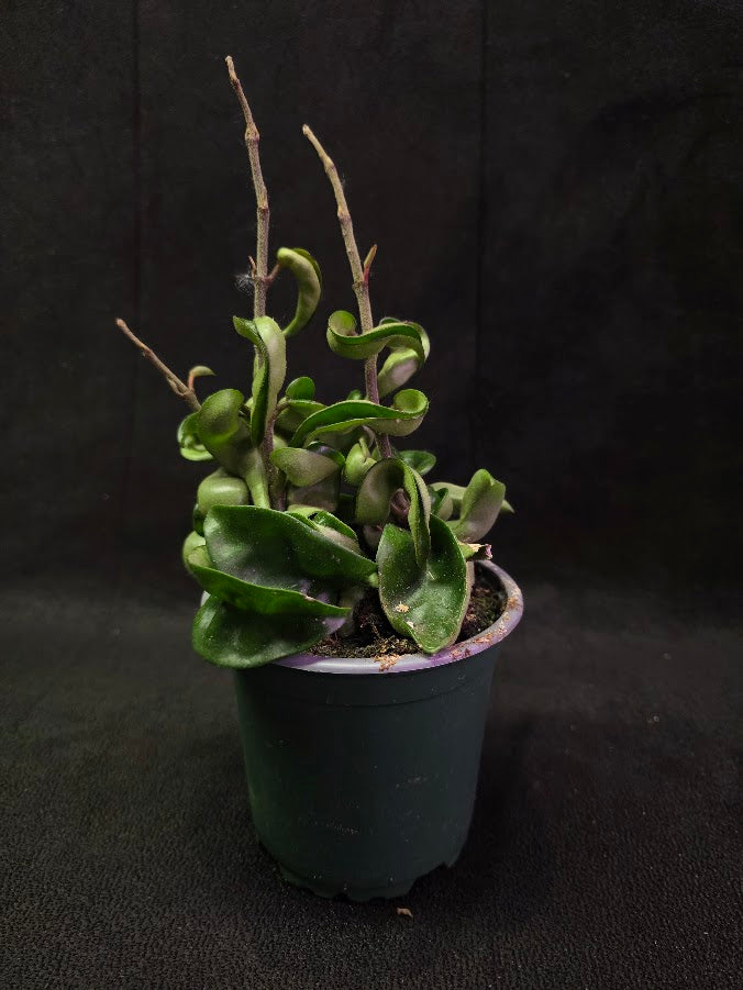 Hoya Compacta #01